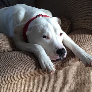 Meet your Posher, Riley